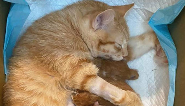橘猫没出门却意外怀孕，主人摸到胎动后满头问号：这是啥情况？ 