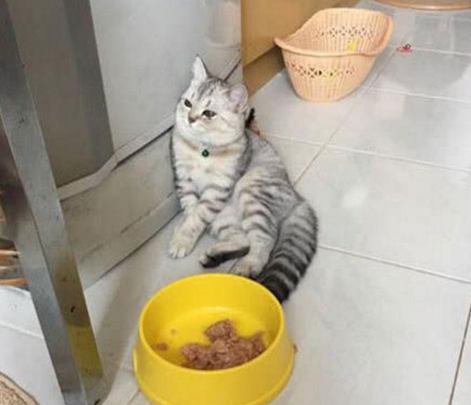 铲屎官给生病的橘猫加餐, 灰猫看到后, 受到打击的它这样做!