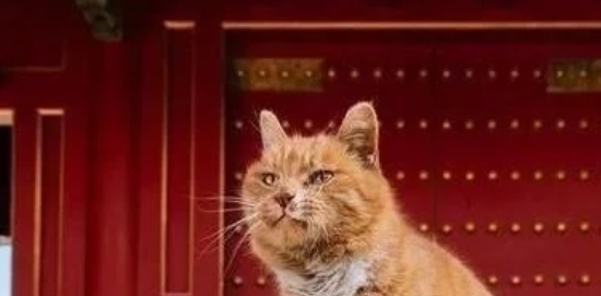 快递小哥捡到一只小奶猫，一年后长成这样，崩溃了！