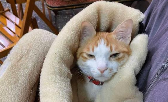 老爸明确拒绝养猫，隔了段时间再去看：这脸疼不疼啊？ 