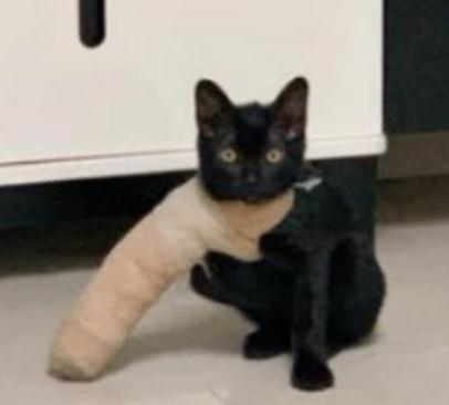 猫咪好奇心爆棚,哈士奇把前爪打伤,哈士奇直接爆发了