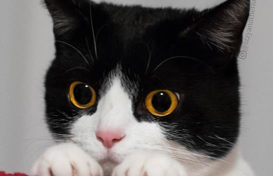 铲屎官要加班, 奶牛猫却躺在电脑上把键盘遮得严实, 主人哭笑不得 铲屎官要加班, 奶牛猫却躺在电脑上把键盘遮得严实, 主人哭笑不得