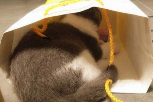 猫咪中毒身亡，铲屎官难以接受，带猫去解剖，得知真相后直抽自己