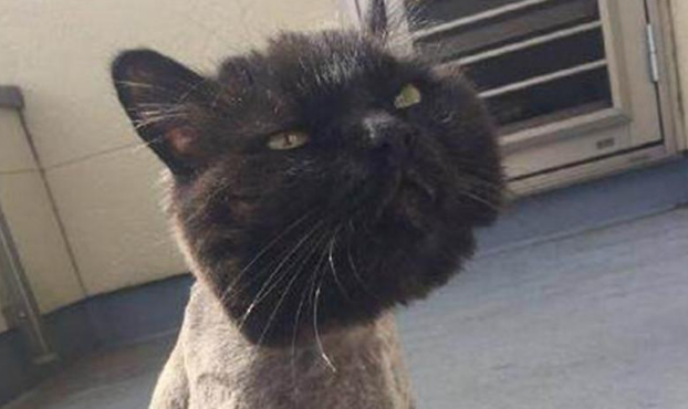 6000元买的猫咪，本来走的是霸道总裁路线，现在白送都没人要 