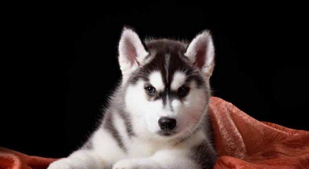 无攻击性的犬类排行榜进军前三!温顺打死也不咬人!你信吗? 无攻击性的犬类排行榜进军前三!温顺打死也不咬人!你信吗?