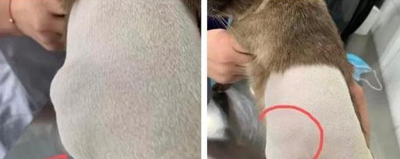 谨慎!猫咪注射“狂犬疫苗”的坏处,你还不知道吧 谨慎!猫咪注射“狂犬疫苗”的坏处,你还不知道吧