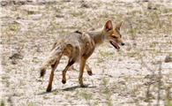 分布于南美洲的伪狐：河狐