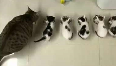 小猫咪乖乖吃饭,仔细一看旁边的猫妈妈,真为小猫的未来担心