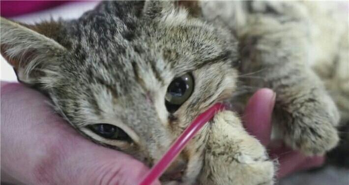 猫咪疑似遭人虐待 生死垂危 好心人赶紧给它输血 