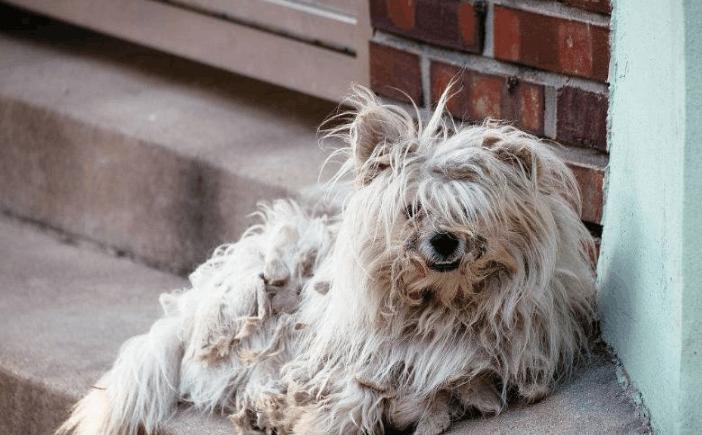 遛弯时看到可怜流浪狗, 带回家后花五千, 医生说我好人有好报!