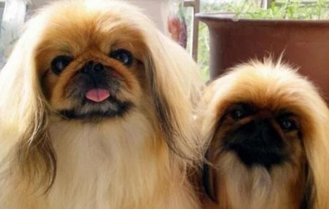 世界上古老的9种犬类，中国占了5种！