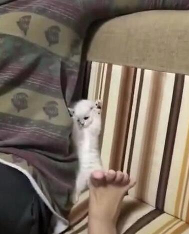 小奶猫见主人伸出脚，站在沙发上两爪举起