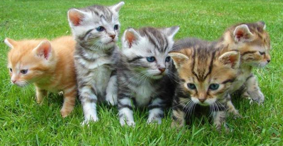 加拿大宠物染新冠研究:猫比狗更容易感染 也会流鼻涕 加拿大宠物染新冠研究:猫比狗更容易感染 也会流鼻涕