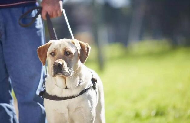 一只导盲犬成本高达22万,还需要保姆伺候:是谁把它们吹成神犬? 一只导盲犬成本高达22万,还需要保姆伺候:是谁把它们吹成神犬?