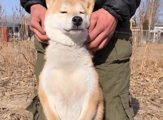 胖柴犬为了不跟主人跑步减肥, 竟然装瘸, 这演技我给满分, 太心机 胖柴犬为了不跟主人跑步减肥, 竟然装瘸, 这演技我给满分, 太心机