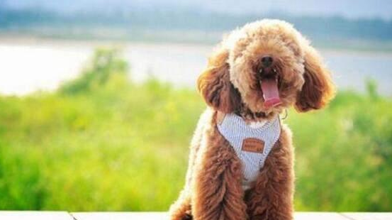 泰迪犬“最怕”的6类人,看到都发抖,希望你不在!