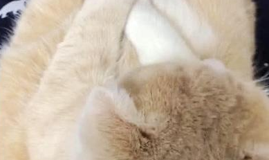 女子下班回到家,发现猫咪在坐着,走到跟前一看,瞬间被萌化了