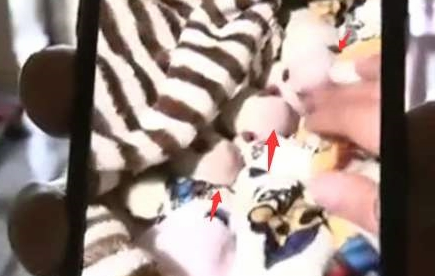 男子花6000给狗做剖腹产，治疗费花2万多，男子：笑掉大牙