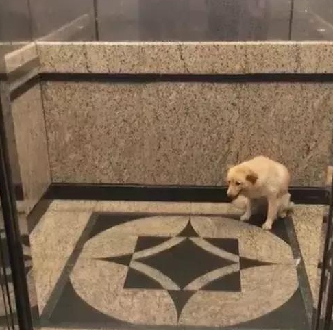 狗狗坐在电梯门口前,却没看到主人,是被遗弃了吧! 狗狗坐在电梯门口前,却没看到主人,是被遗弃了吧!
