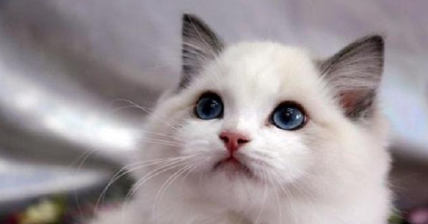 养猫就要养公猫，好处有5个，养了不后悔 