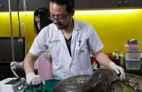 奇闻：蟒蛇突然不吃不喝，带到医院检查，取出的东西令主人意外
