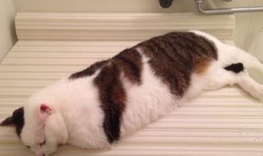 女子到处找不到猫，最后发现猫趴浴缸上不动吓一跳