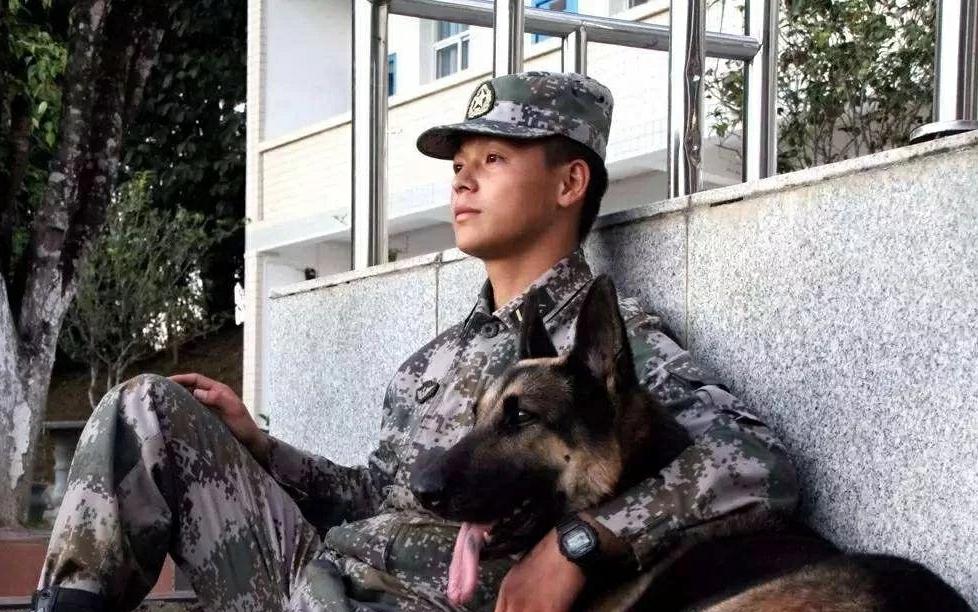 退役军犬大街上挣脱绳索，咬死路人！调查结果令人落泪