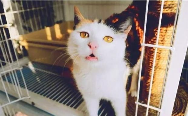 如果你在养猫,那么劝你别做这“7件蠢事”! 如果你在养猫,那么劝你别做这“7件蠢事”!