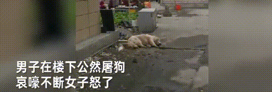 男子在路边屠狗,哀嚎声传遍小区,女子愤然制止,他的回答太嚣张 男子在路边屠狗,哀嚎声传遍小区,女子愤然制止,他的回答太嚣张
