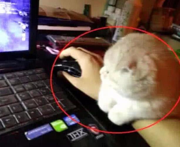 小猫咪像女友一样和游戏争宠,男主无奈,小奶猫撒娇简直萌翻了! 小猫咪像女友一样和游戏争宠,男主无奈,小奶猫撒娇简直萌翻了!