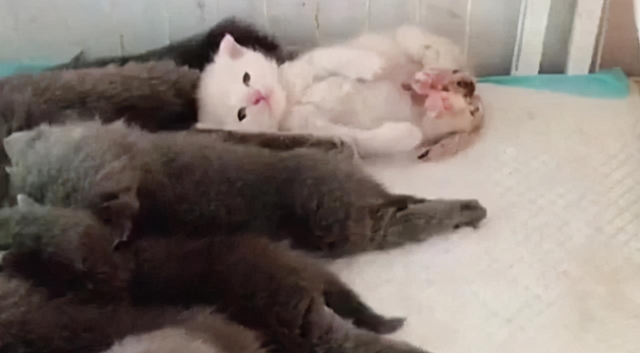蓝猫生一窝猫崽，唯一的一只白猫崽被嫌弃，委屈我不是亲生的吗