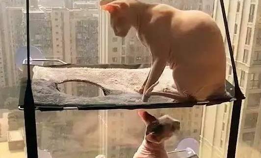 两口子猫咪睡上下铺, 因为吵架母猫不让上去, 硬上的公猫结局悲惨 两口子猫咪睡上下铺, 因为吵架母猫不让上去, 硬上的公猫结局悲惨