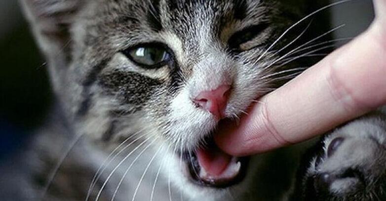 爱撸猫的注意！男子反复低烧数月，被发现感染罕见细菌