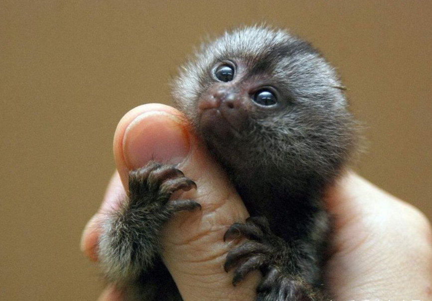 世界上最小的猴子侏儒绒猴-宠物网