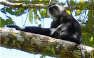 关于门岛叶猴的小知识，你知道吗？