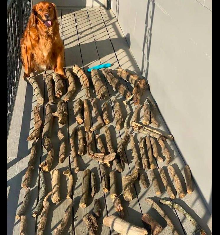 金毛喜欢捡木头回家,还得意的向主人炫耀:我才是真正的“柴”犬 金毛喜欢捡木头回家,还得意的向主人炫耀:我才是真正的“柴”犬