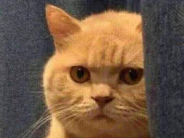现实版的猫和老鼠，这怕是“猫界耻辱”吧，竟被老鼠吓得满屋子乱窜