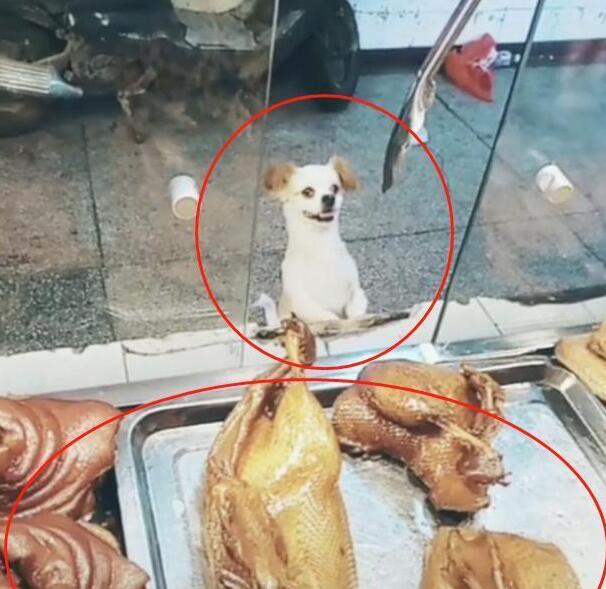小狗偷吃却不逃，在店门口徘徊，老板：抓了看门还债！