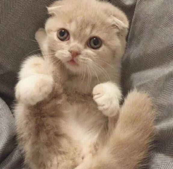 最受欢迎的猫咪品种排行榜，第一名不是英短，居然是它