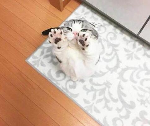 小猫举爪卖萌要罐头，被主人拒绝后立马变脸：晚上在你脸上蹭屁屁