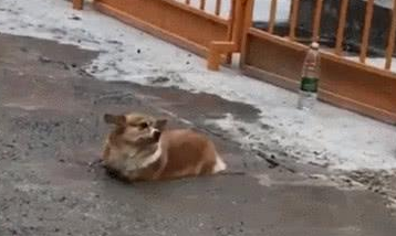 柯基犬陷入工地水泥里，网友：你底盘那么低，就不要乱跑了！