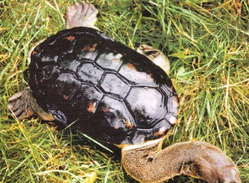 世界上脖子最长的乌龟, 脖子长50厘米, 打死都不做缩头乌龟!