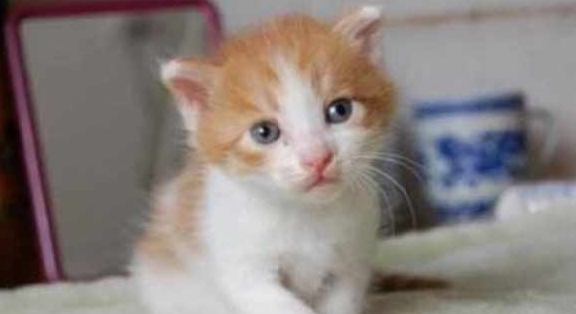 小奶猫被主人抛弃,清洁阿姨捡到后不忍心,将其带回家喂养 小奶猫被主人抛弃,清洁阿姨捡到后不忍心,将其带回家喂养
