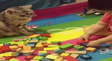 小主人用积木摆好的造型，却被美短猫故意破坏，网友：猫咪真欠盘