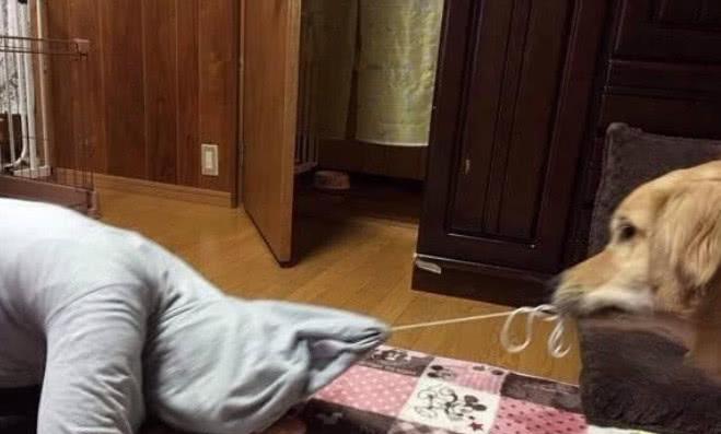 金毛咬着小主人帽子, 女儿喊救命, 主人赶到房间只好哭笑不得! 