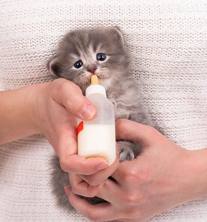 最萌不过小奶猫, 它是治愈你的小天使