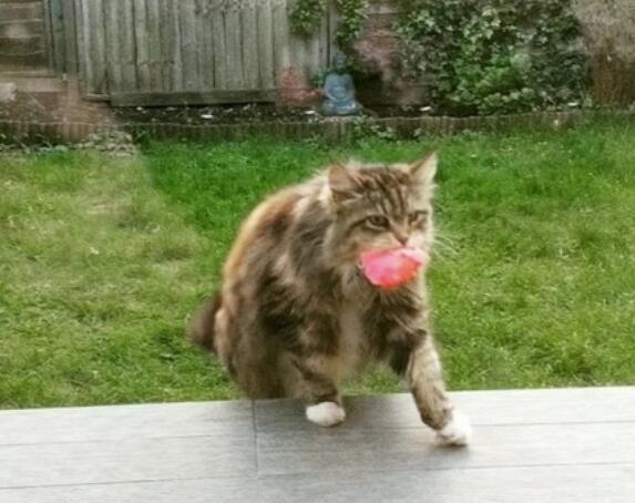 邻居家的猫每天叼粉红花来敲门, 暖心举动让人直呼可爱