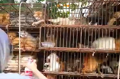 十几个铁笼子里装了700多只猫,警方:初步得知是运往外地当食材 十几个铁笼子里装了700多只猫,警方:初步得知是运往外地当食材