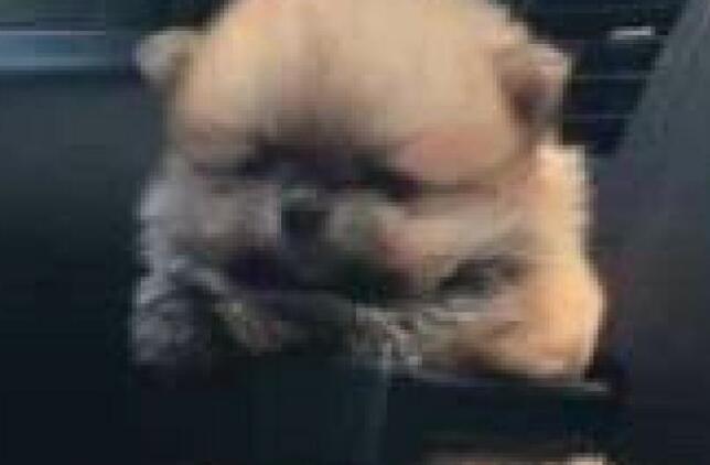 主人在车里给自家小奶狗自制安全带，狗狗一脸憋屈！