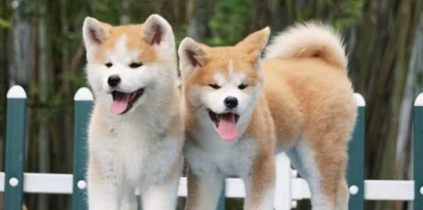 宠物狗狗也有分血型？小心不懂爱犬血型会害死它！ 
